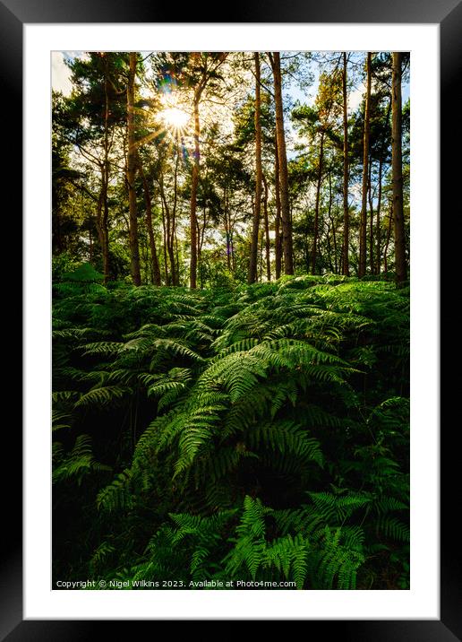 Ferns in the late afternoon Sunshine Framed Mounted Print by Nigel Wilkins