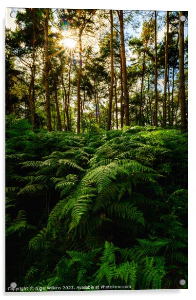 Ferns in the late afternoon Sunshine Acrylic by Nigel Wilkins