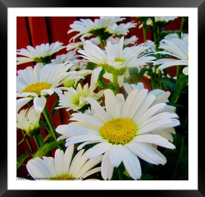 White Daisies Framed Mounted Print by Stephanie Moore