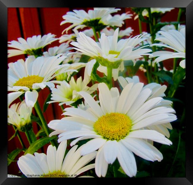 White Daisies Framed Print by Stephanie Moore