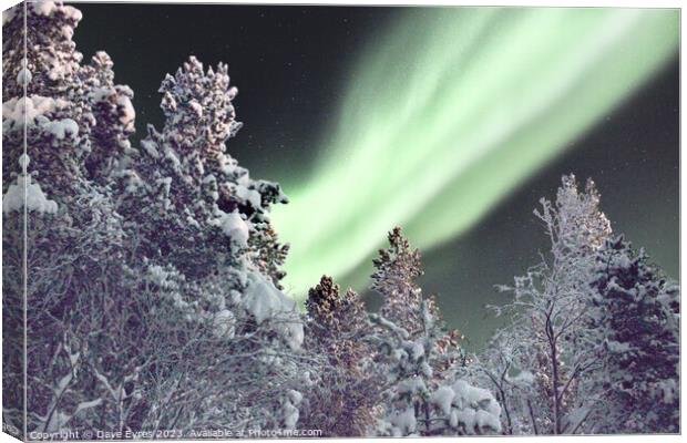 Northern Lights Snow Trees Canvas Print by Dave Eyres