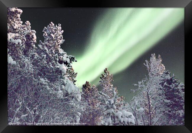 Northern Lights Snow Trees Framed Print by Dave Eyres