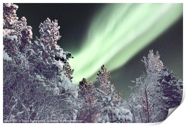 Northern Lights Snow Trees Print by Dave Eyres