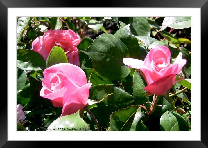 Pink rosebuds Framed Mounted Print by Stephanie Moore