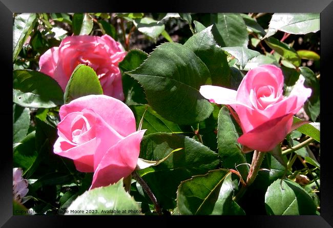 Pink rosebuds Framed Print by Stephanie Moore