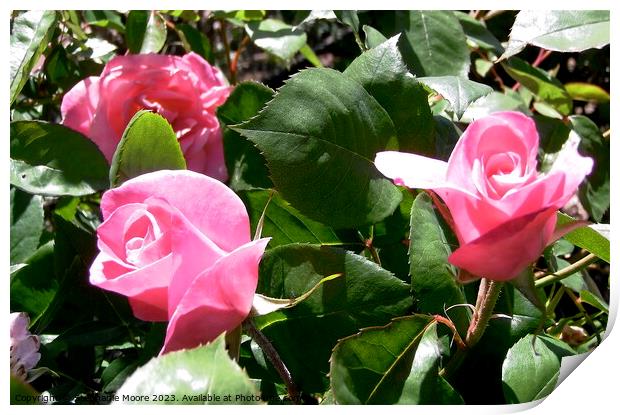 Pink rosebuds Print by Stephanie Moore