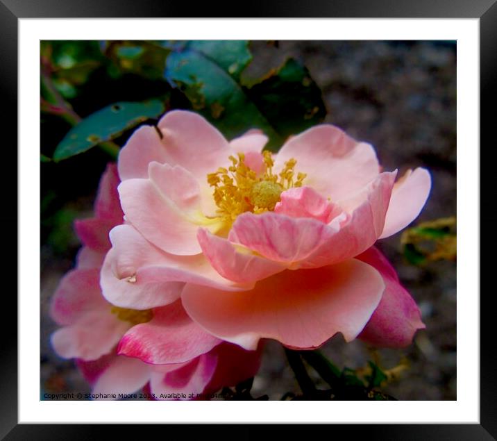 Pink rose Framed Mounted Print by Stephanie Moore