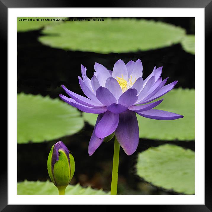 WATER LILY Framed Mounted Print by Helen Cullens