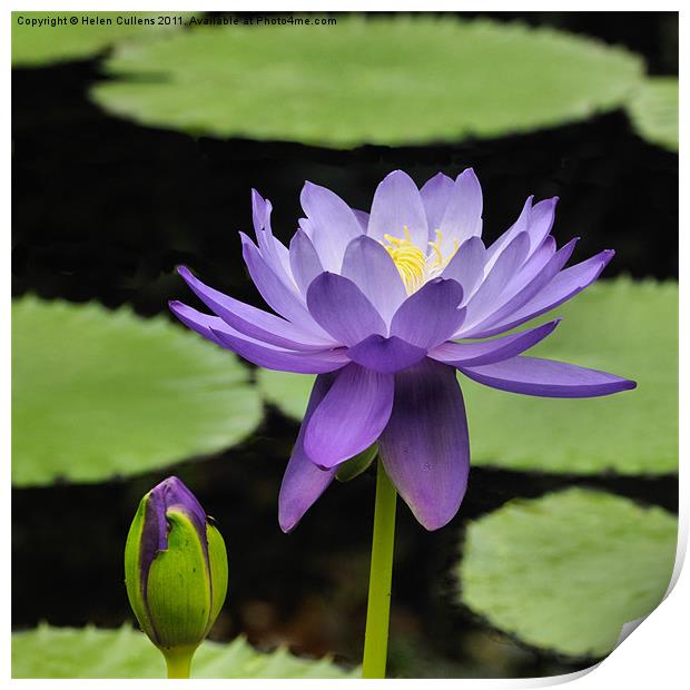 WATER LILY Print by Helen Cullens