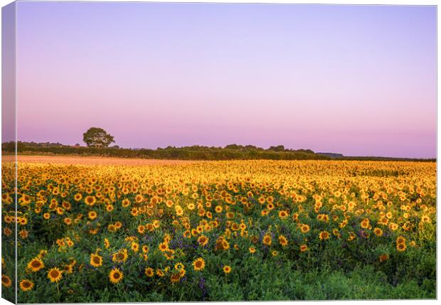Sunflowers at Sunrise Canvas Print by Bryn Ditheridge