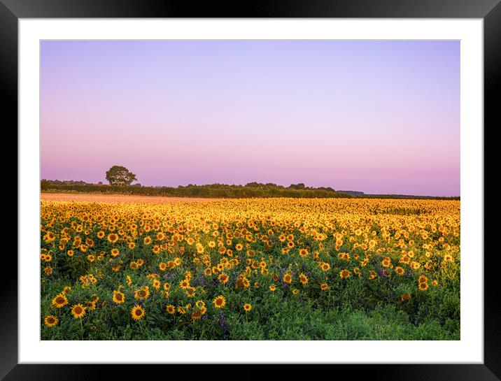 Sunflowers at Sunrise Framed Mounted Print by Bryn Ditheridge