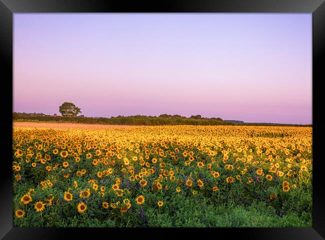 Sunflowers at Sunrise Framed Print by Bryn Ditheridge