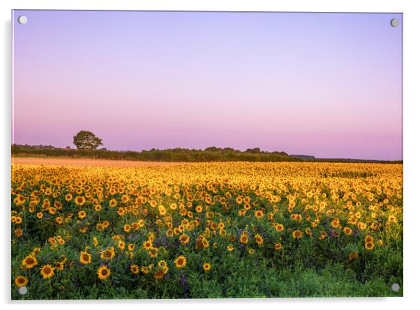 Sunflowers at Sunrise Acrylic by Bryn Ditheridge
