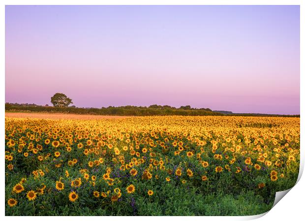 Sunflowers at Sunrise Print by Bryn Ditheridge