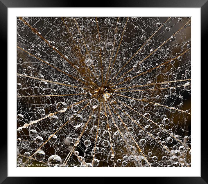Dew-kissed Dandelion in Macro Detail Framed Mounted Print by Cliff Kinch