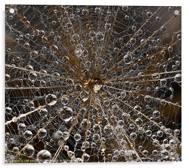 Dew-kissed Dandelion in Macro Detail Acrylic by Cliff Kinch
