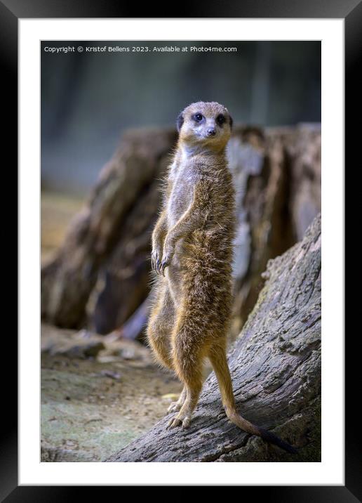 Vertical shot of a meerkat standing up Framed Mounted Print by Kristof Bellens
