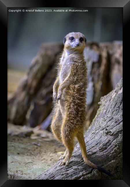 Vertical shot of a meerkat standing up Framed Print by Kristof Bellens