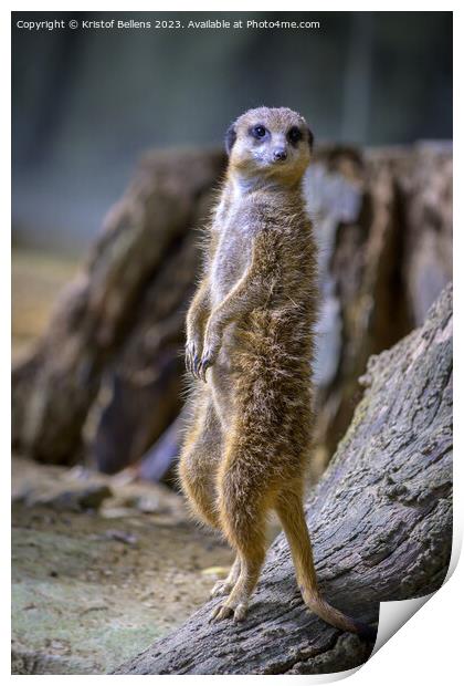 Vertical shot of a meerkat standing up Print by Kristof Bellens