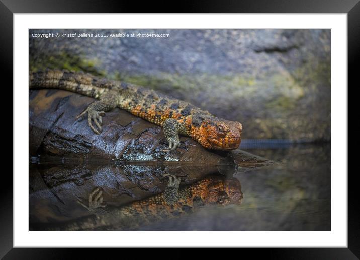 Close-up shot of Chinese crocodile lizard near water Framed Mounted Print by Kristof Bellens