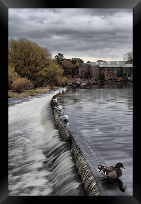 otley weir on river aire west yorkshire Framed Print by simon sugden