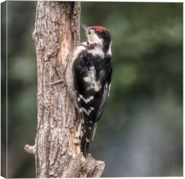 Greater spotted woodpecker Canvas Print by kathy white