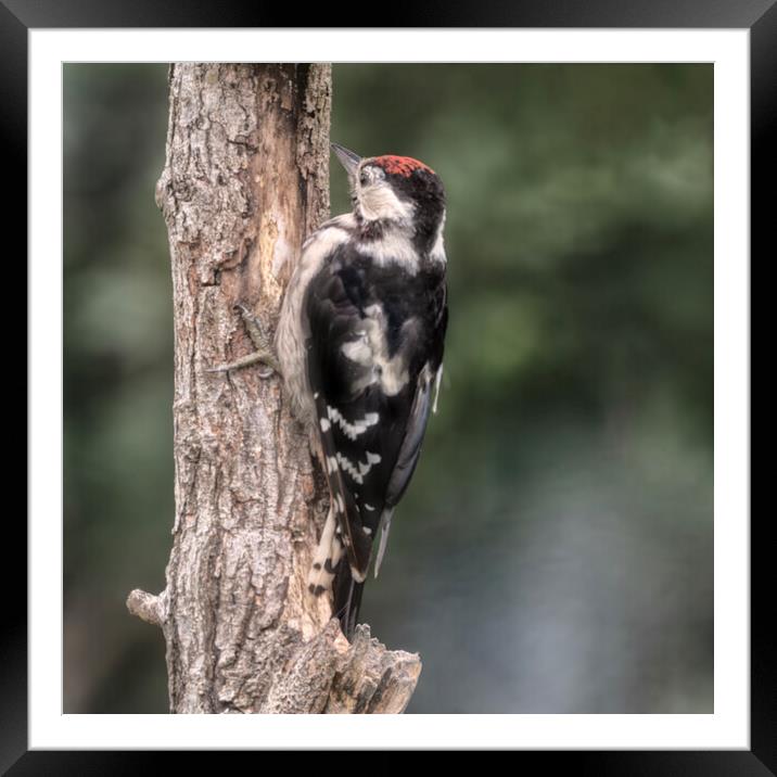 Greater spotted woodpecker Framed Mounted Print by kathy white
