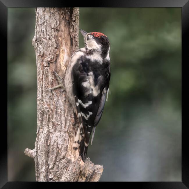 Greater spotted woodpecker Framed Print by kathy white