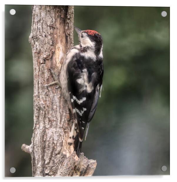 Greater spotted woodpecker Acrylic by kathy white