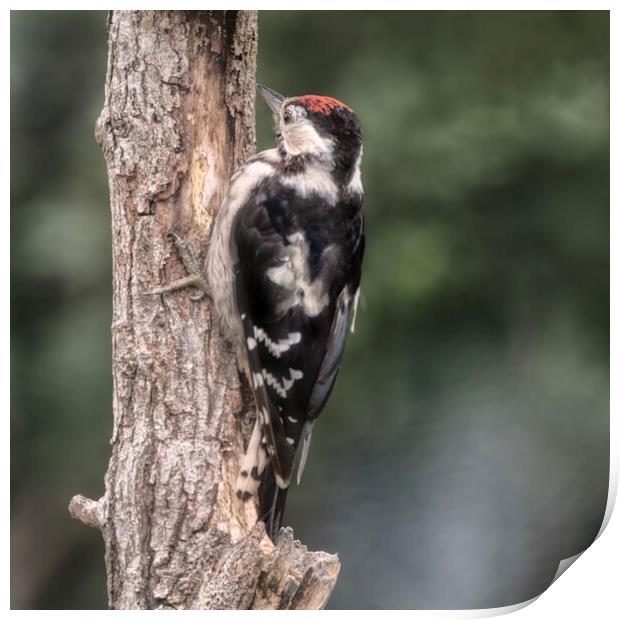 Greater spotted woodpecker Print by kathy white