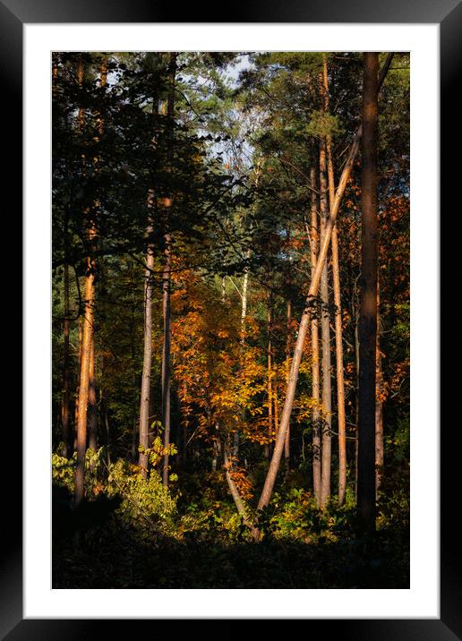Sunset In Autumn Forest Wilderness Framed Mounted Print by Artur Bogacki