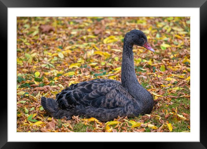 Balck Swan In Autumn Meadow Framed Mounted Print by Artur Bogacki
