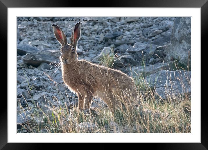 hare in the morning sun Framed Mounted Print by tammy mellor