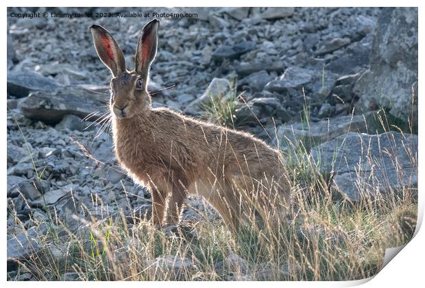hare in the morning sun Print by tammy mellor