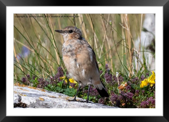 wheatear chilling in the sun Framed Mounted Print by tammy mellor