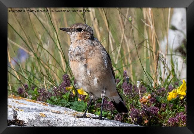wheatear chilling in the sun Framed Print by tammy mellor