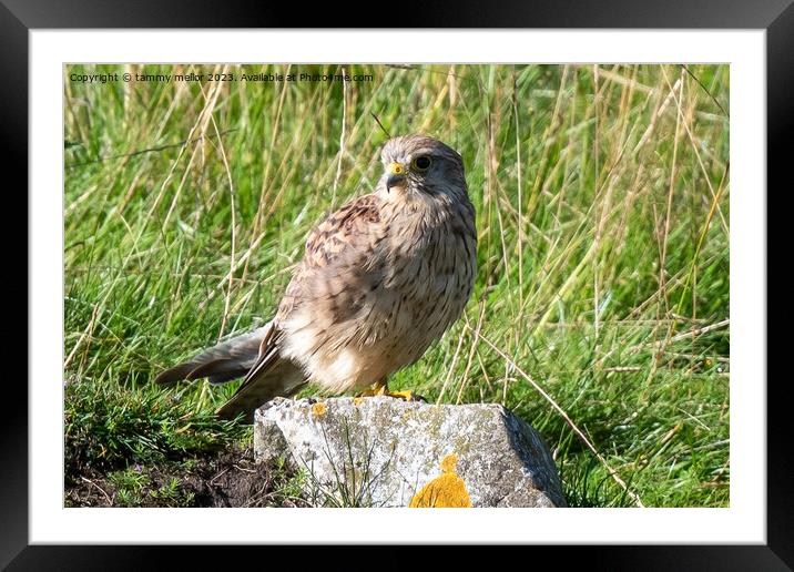 kestrel resting in the sun Framed Mounted Print by tammy mellor