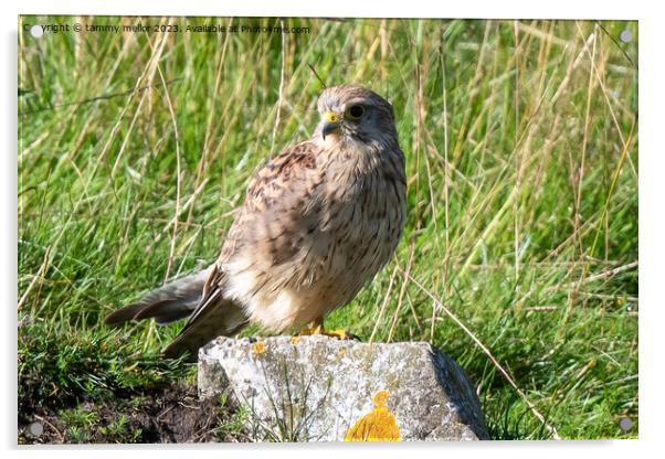 kestrel resting in the sun Acrylic by tammy mellor