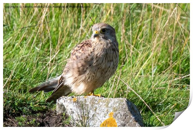 kestrel resting in the sun Print by tammy mellor