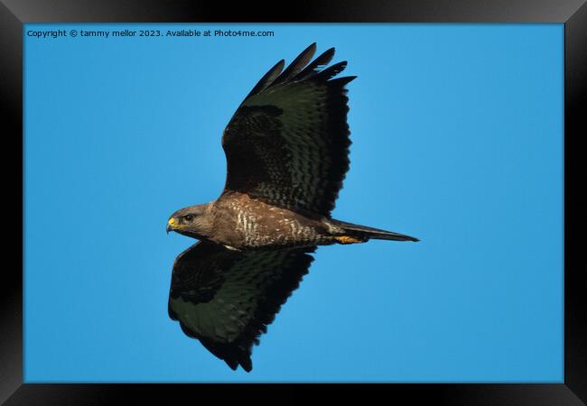 common buzzard  Framed Print by tammy mellor