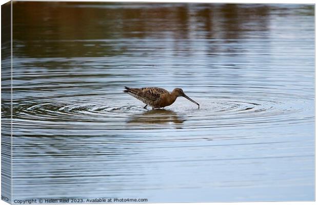 Blacktailed Godwit in a circle of water Canvas Print by Helen Reid