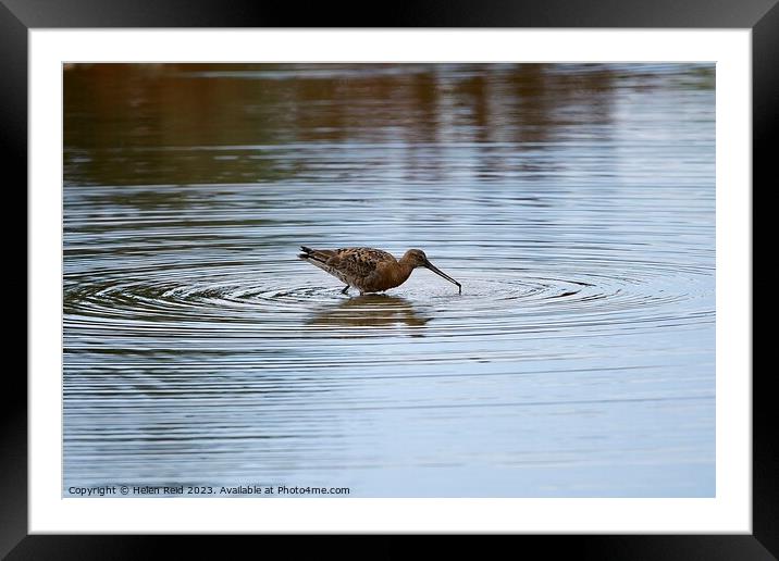 Blacktailed Godwit in a circle of water Framed Mounted Print by Helen Reid
