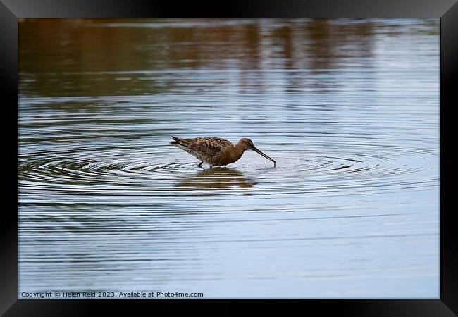 Blacktailed Godwit in a circle of water Framed Print by Helen Reid