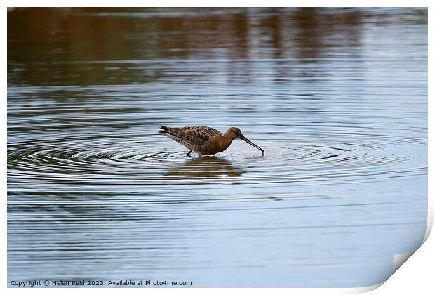 Blacktailed Godwit in a circle of water Print by Helen Reid