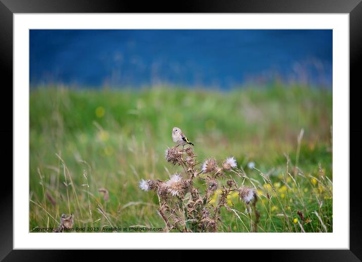 Goldfinch on thistle seed head in a grass field Framed Mounted Print by Helen Reid