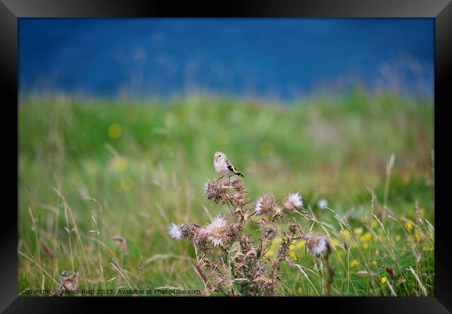 Goldfinch on thistle seed head in a grass field Framed Print by Helen Reid