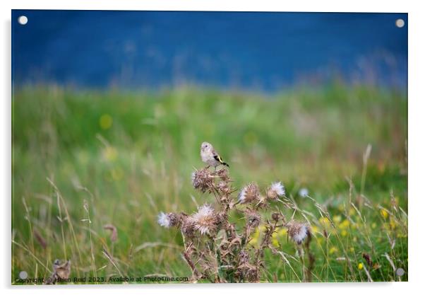 Goldfinch on thistle seed head in a grass field Acrylic by Helen Reid