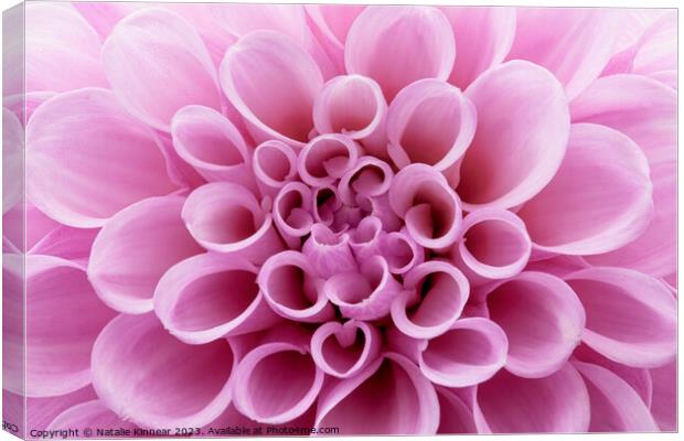 Pink Dahlia Flower Close Up Canvas Print by Natalie Kinnear