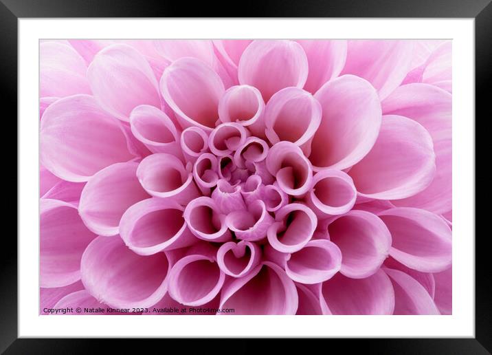 Pink Dahlia Flower Close Up Framed Mounted Print by Natalie Kinnear
