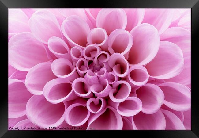 Pink Dahlia Flower Close Up Framed Print by Natalie Kinnear